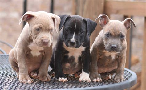 Pitbull and puppies - Characteristics. An American Pit Bull Terrier puppy is a muscular, strong dog with a distinct appearance. It has a medium-sized and athletic build with a wide chest, broad head, and well-defined musculature. Its coat is often short and glossy with colors ranging from black to brindle, all typically adding to the breed's bold yet gentle looks.